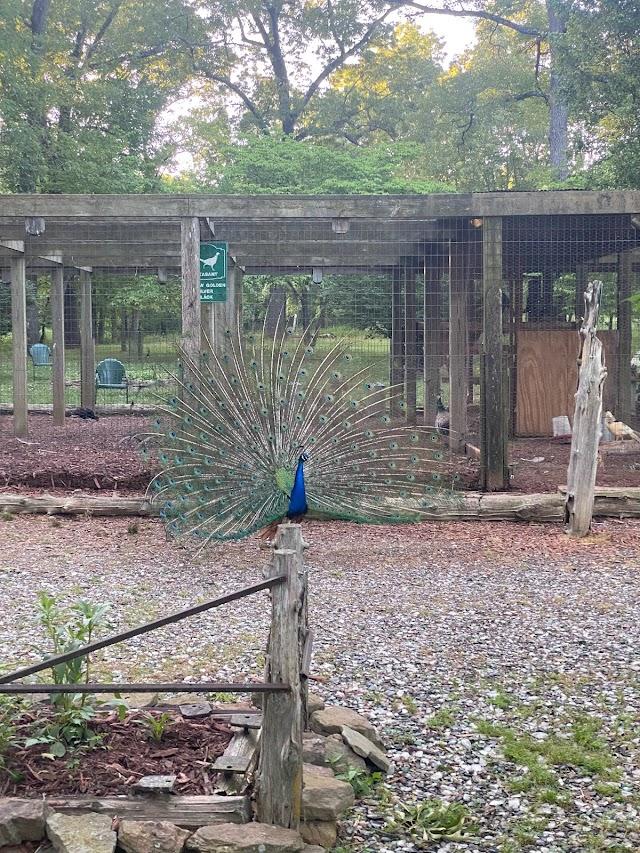 Gaston's White River Resort